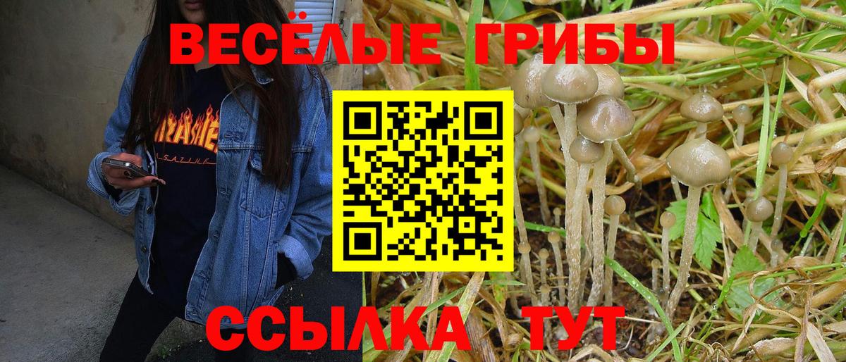 купить   Псилоцибиновые грибы Cubensis  Лабинск  Вход с VPN  Псилоцибиновые грибы Cubensis 
